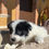 Thumbnail: Border Collie Macho