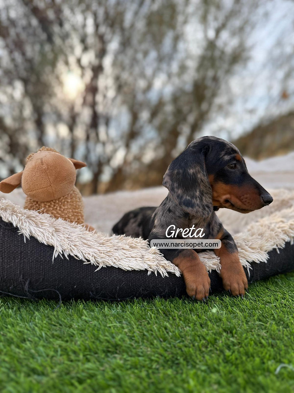 Thumbnail: Teckel Mini Arlequin Plata | Hembra “Greta”