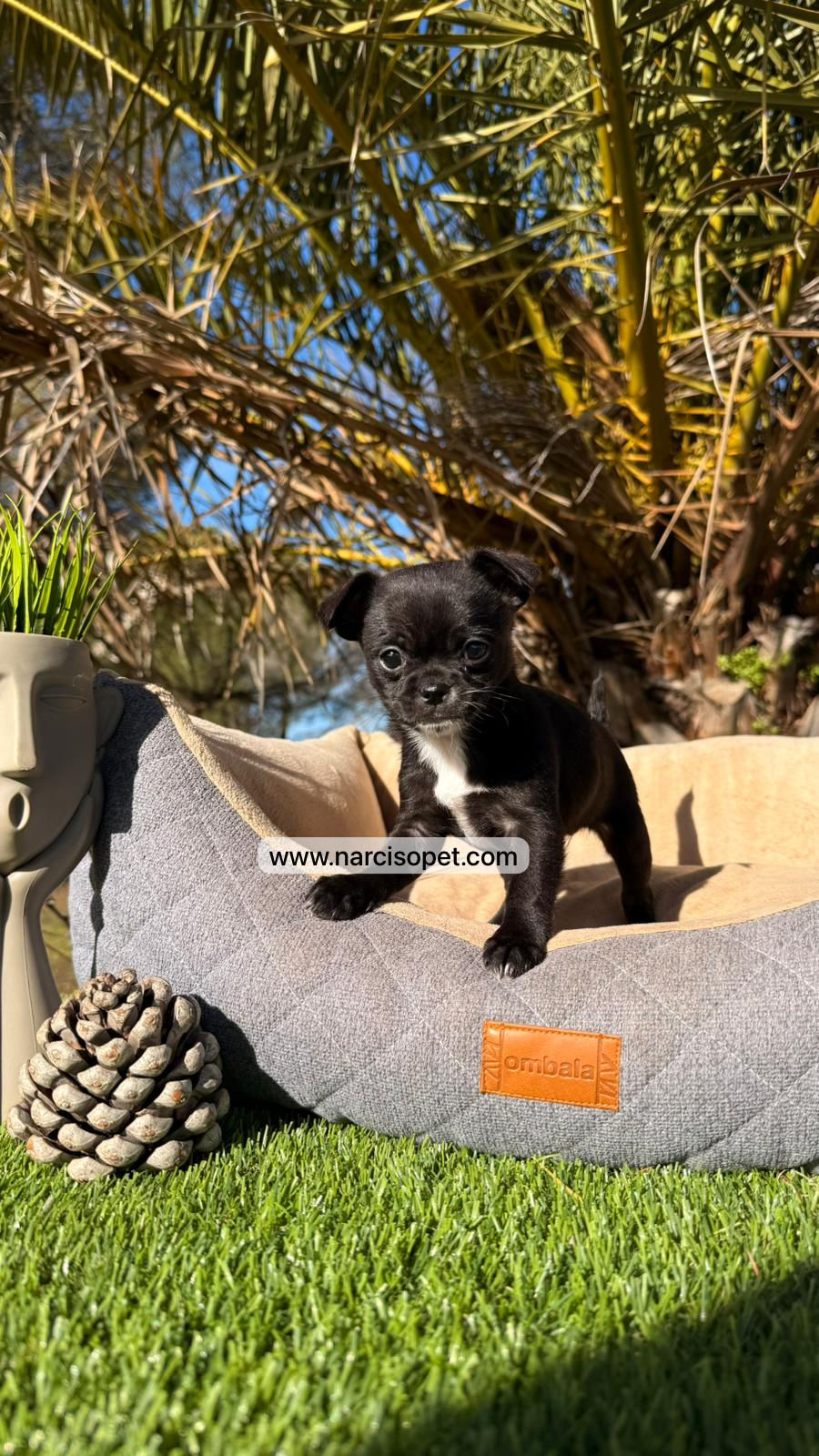Thumbnail: Chihuahua mini toy | Hembra - Negro y Blanco "Nina"