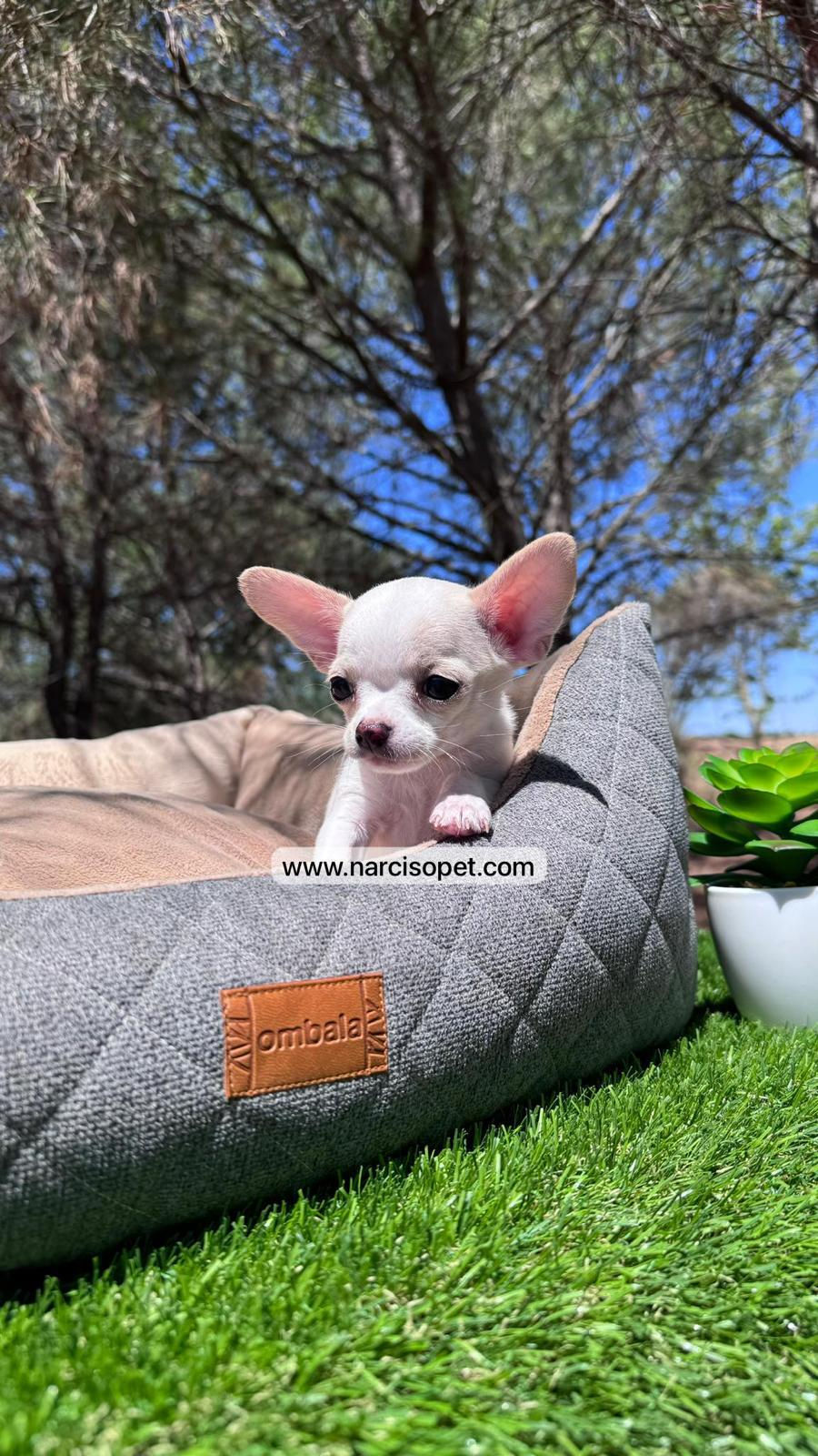 Thumbnail: Chihuahua Toy Blanco y Crema | Macho
