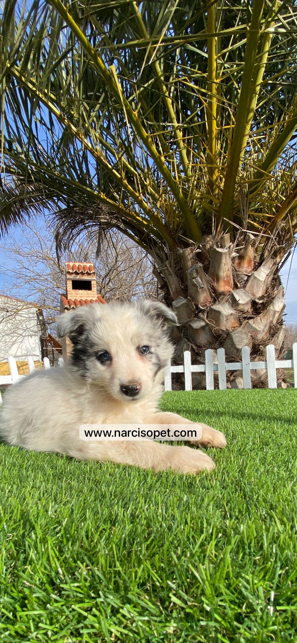 Thumbnail: Border Collie Blue Merle | Macho