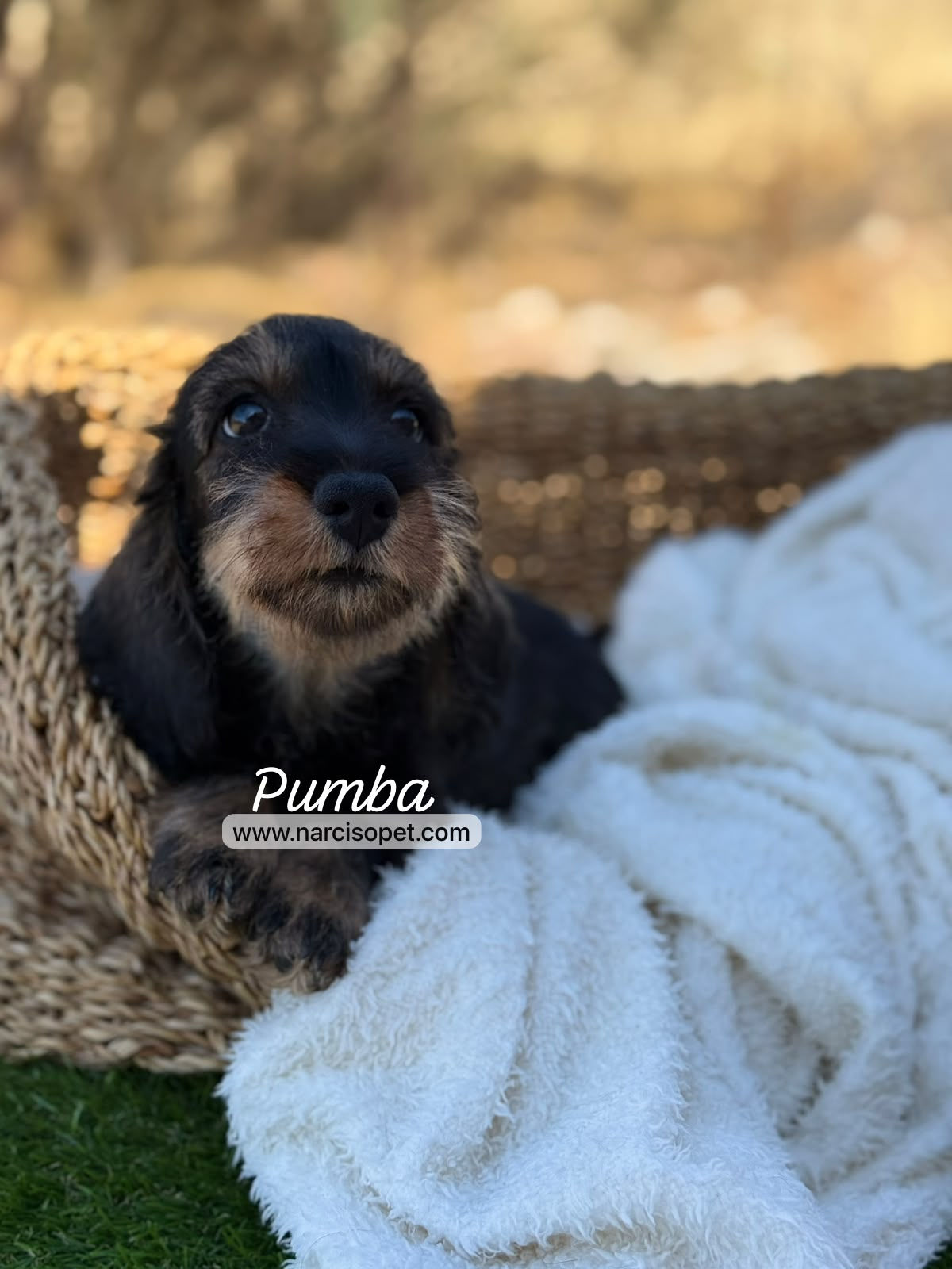 Teckel pelo duro miniatura macho | Pumba