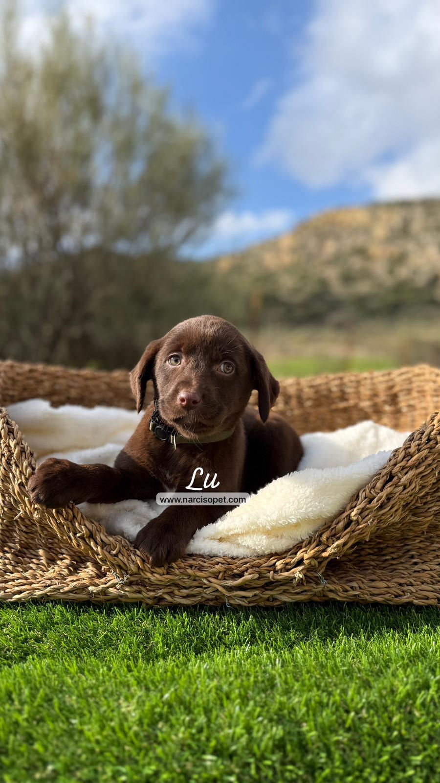 Miniatura: Labrador Retriever Chocolate Hembra | Lu