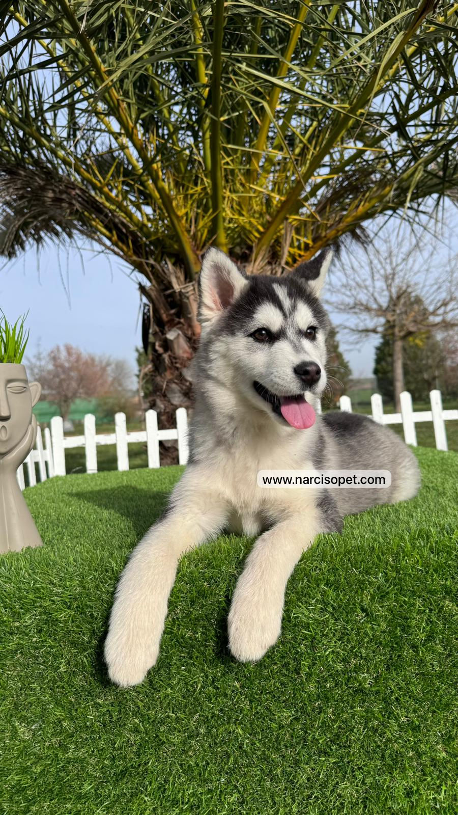 Thumbnail: Husky Blanco y Negro Silver - Hembra