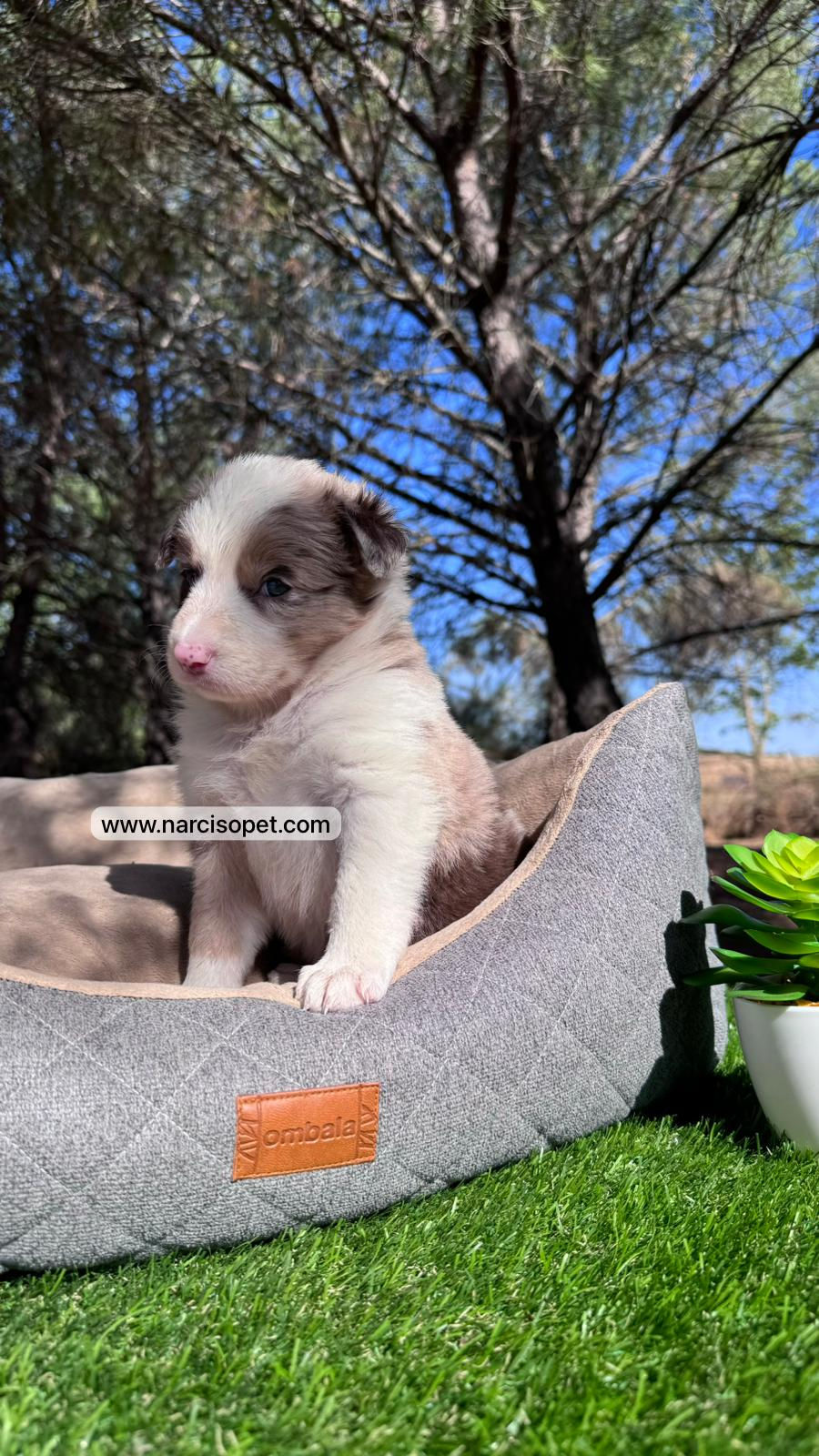 Miniatura: Border Collie Red Merle | Hembra