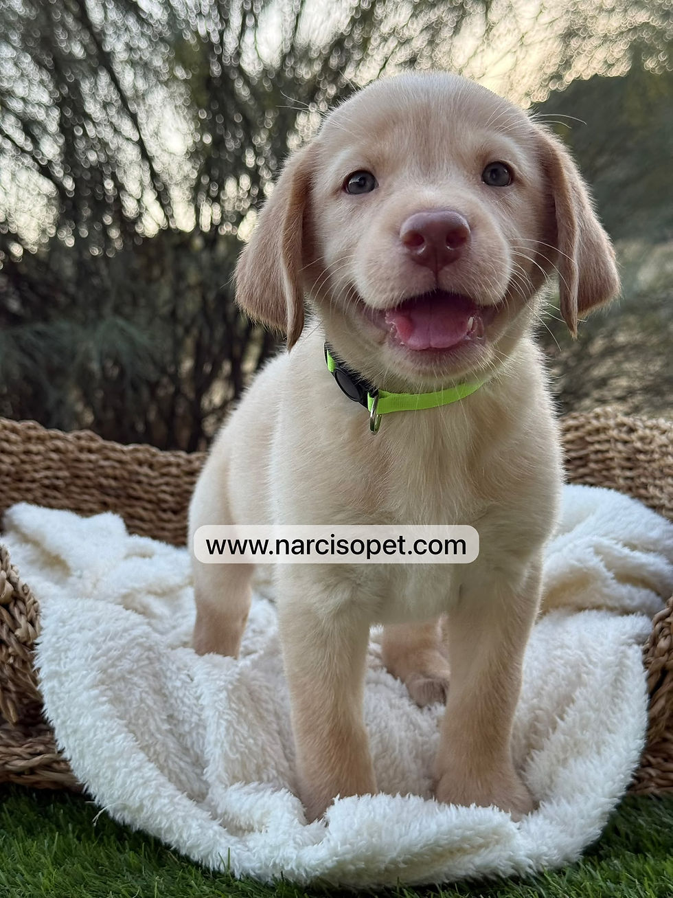 Thumbnail: Labrador Retriever Amarillo Hembra | Lola