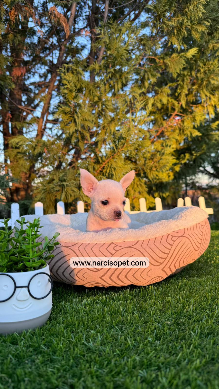 Thumbnail: Chihuahua Toy Pelo Corto Blanca  - Hembra