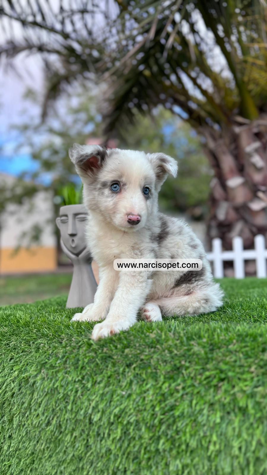 Miniatura: Border Collie Blue Merlé - Hembra