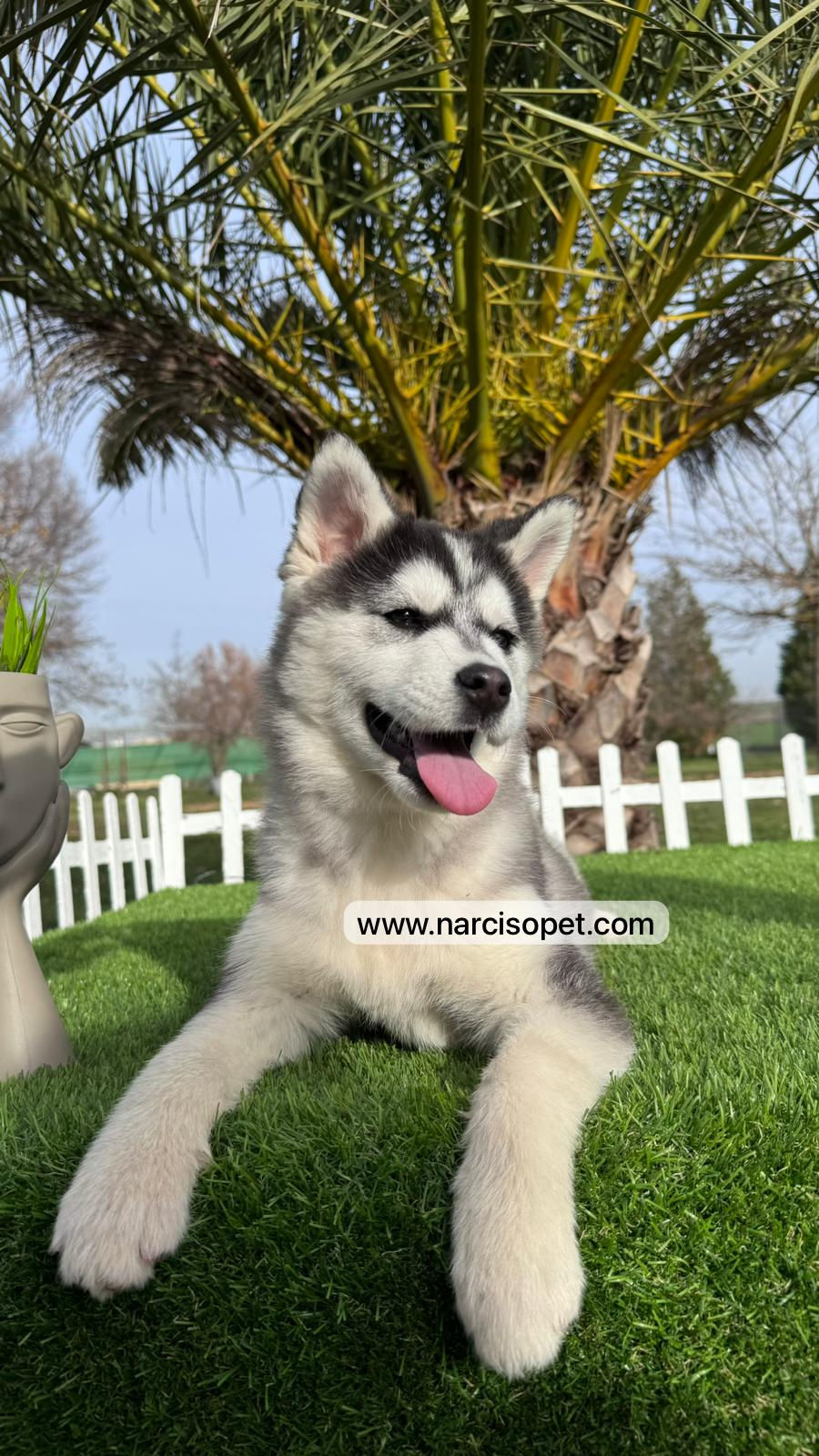 Miniatura: Husky Blanco y Negro Silver - Hembra