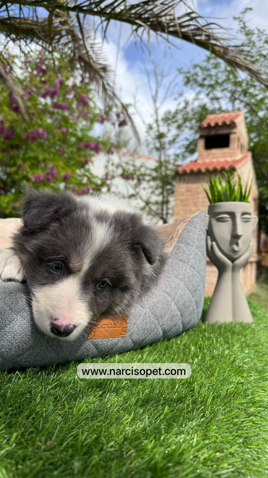Thumbnail: Border Collie Blue | Machos