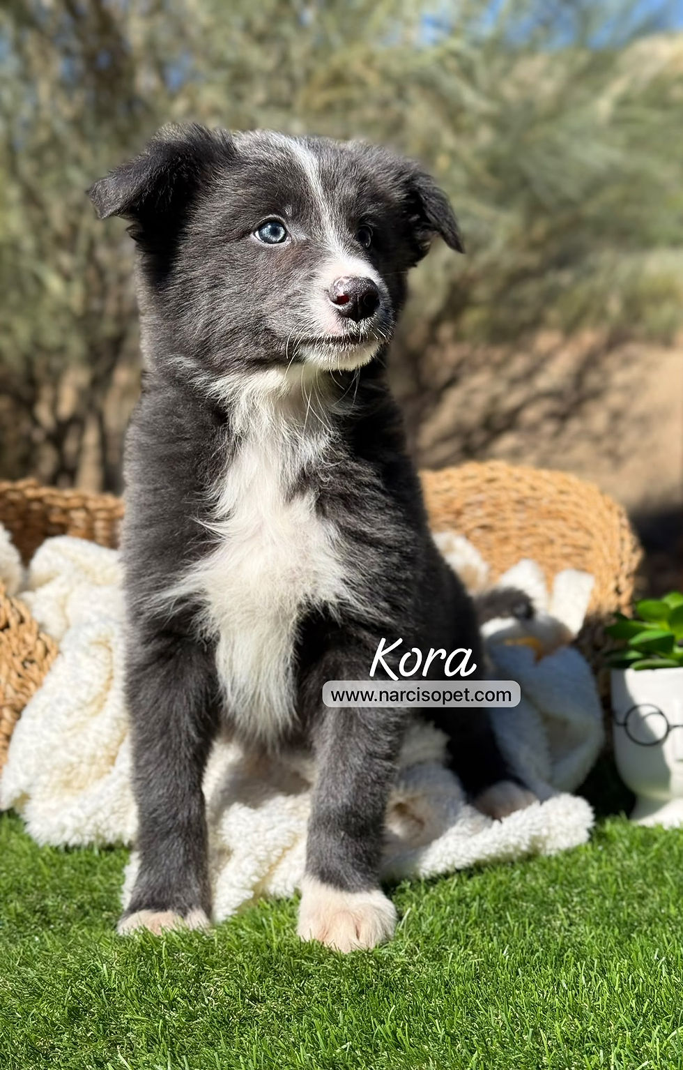 Miniatura: Border Collie Hembra Blue | Kora