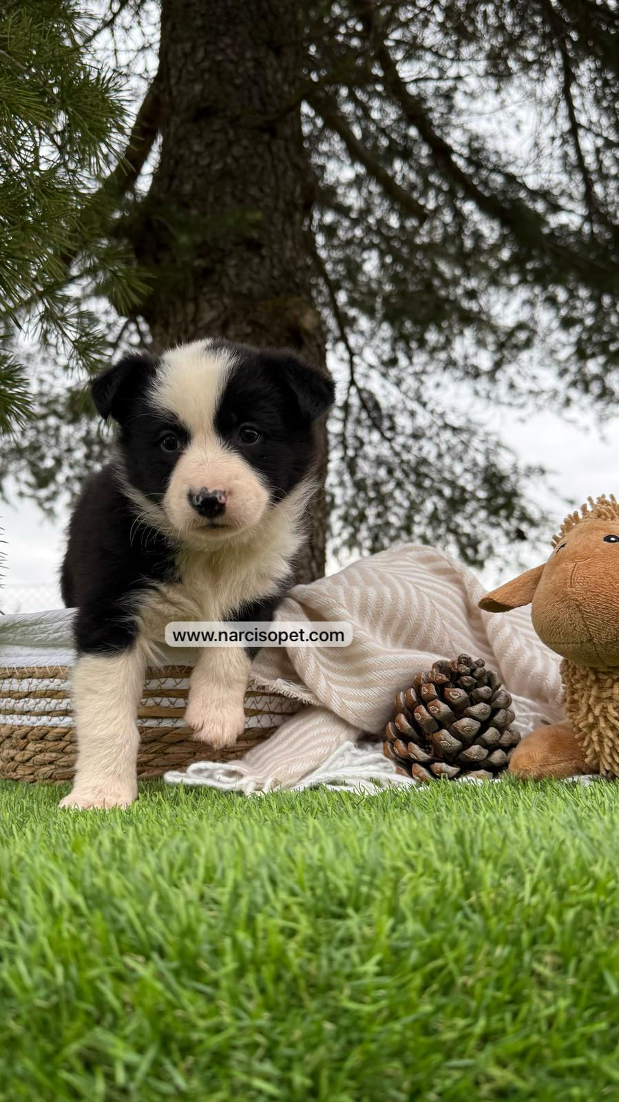 Thumbnail: Border Collie Blanco y Negro | Hembra "Lú"