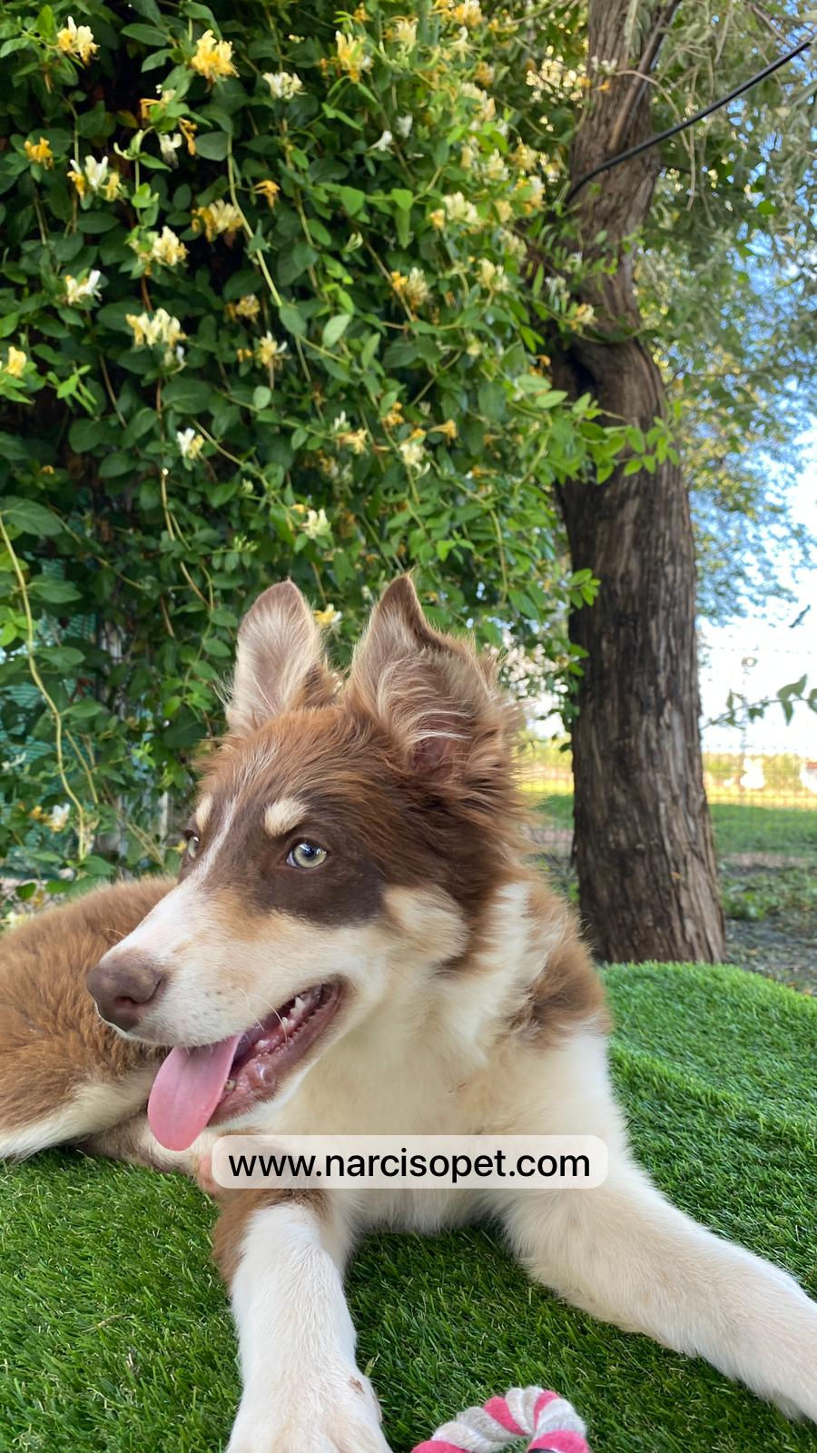 Miniatura: Border Collie Chocolate - Hembra