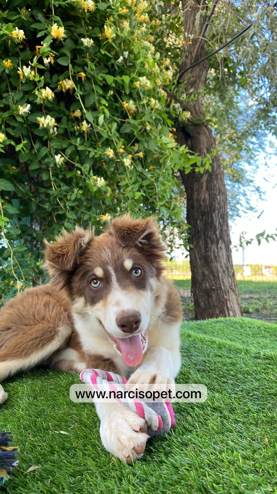 Miniatura: Border Collie Chocolate - Hembra