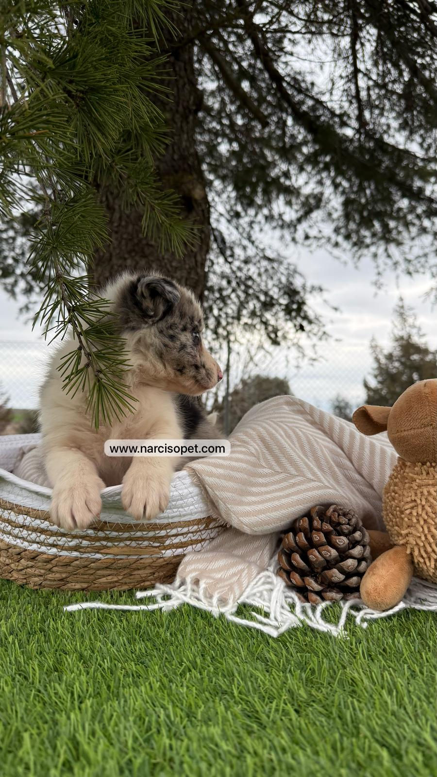 Thumbnail: Border Collie Merle / Pizarra | Hembra "Clara"