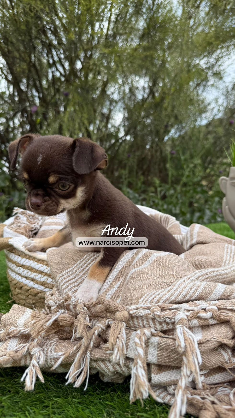 Miniatura: Chihuahua Mini Toy | Macho "Andy"