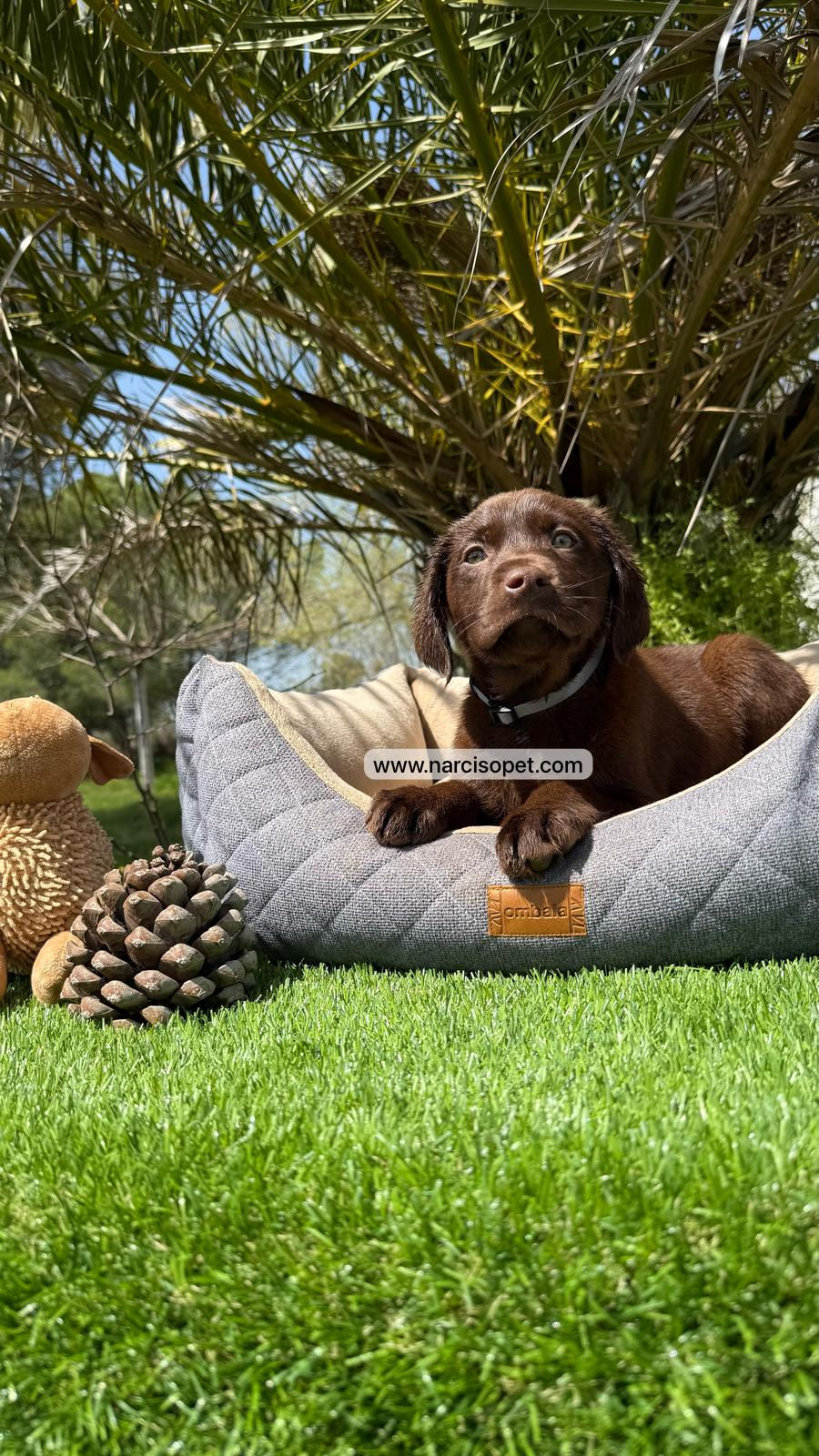Miniatura: Labrador Retriever Chocolate | Hembra "Mocca"