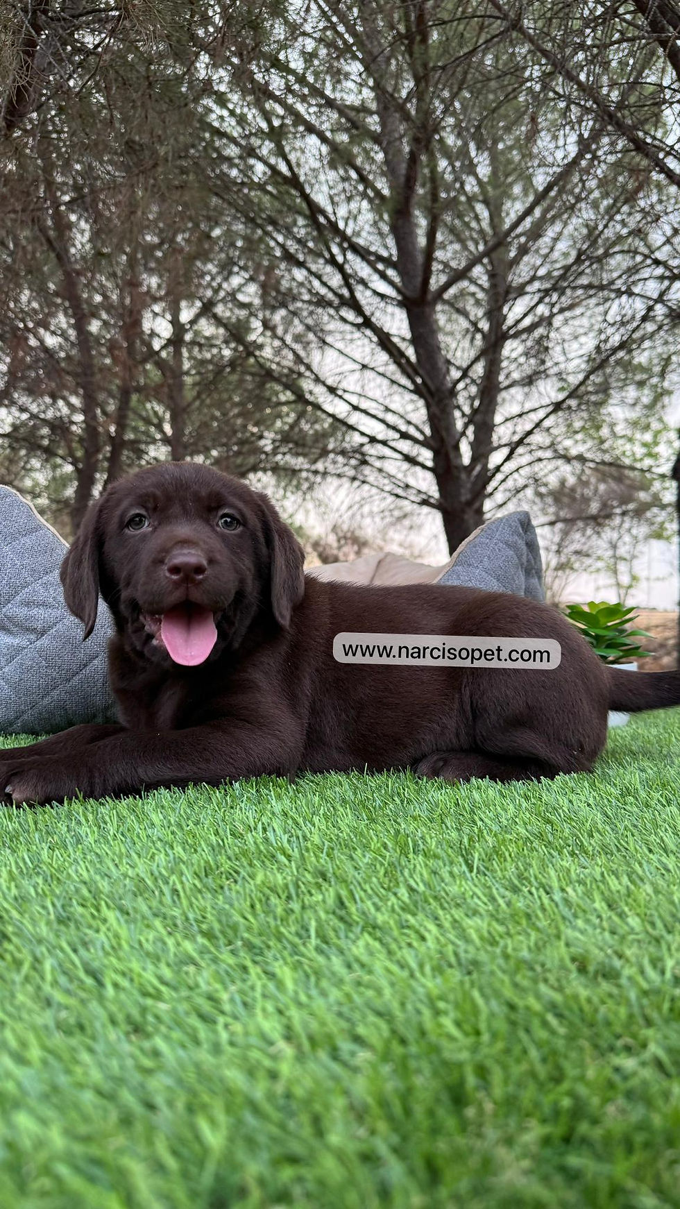 Miniatura: Labrador Retriever Chocolate | Hembra