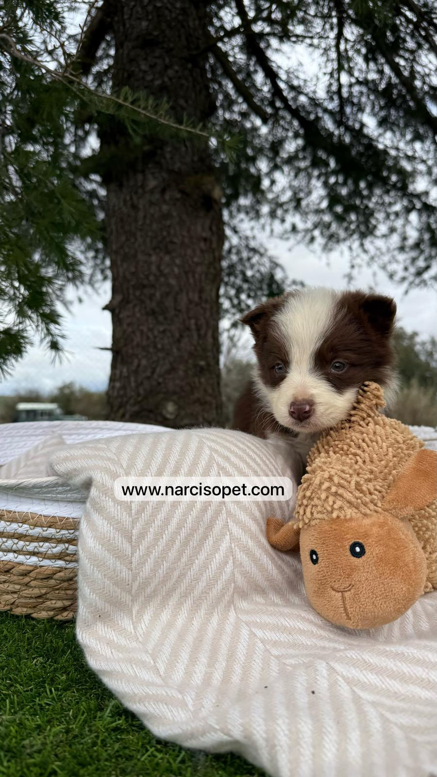 Thumbnail: Border Collie Chocolate | Hembra "Roma"