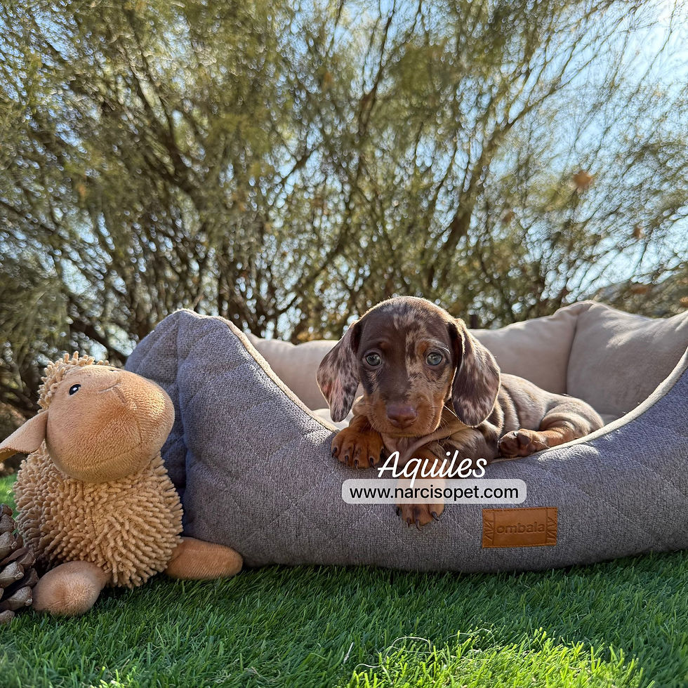 Miniatura: Teckel Mini Arlequin Chocolte | Macho “Aquiles”