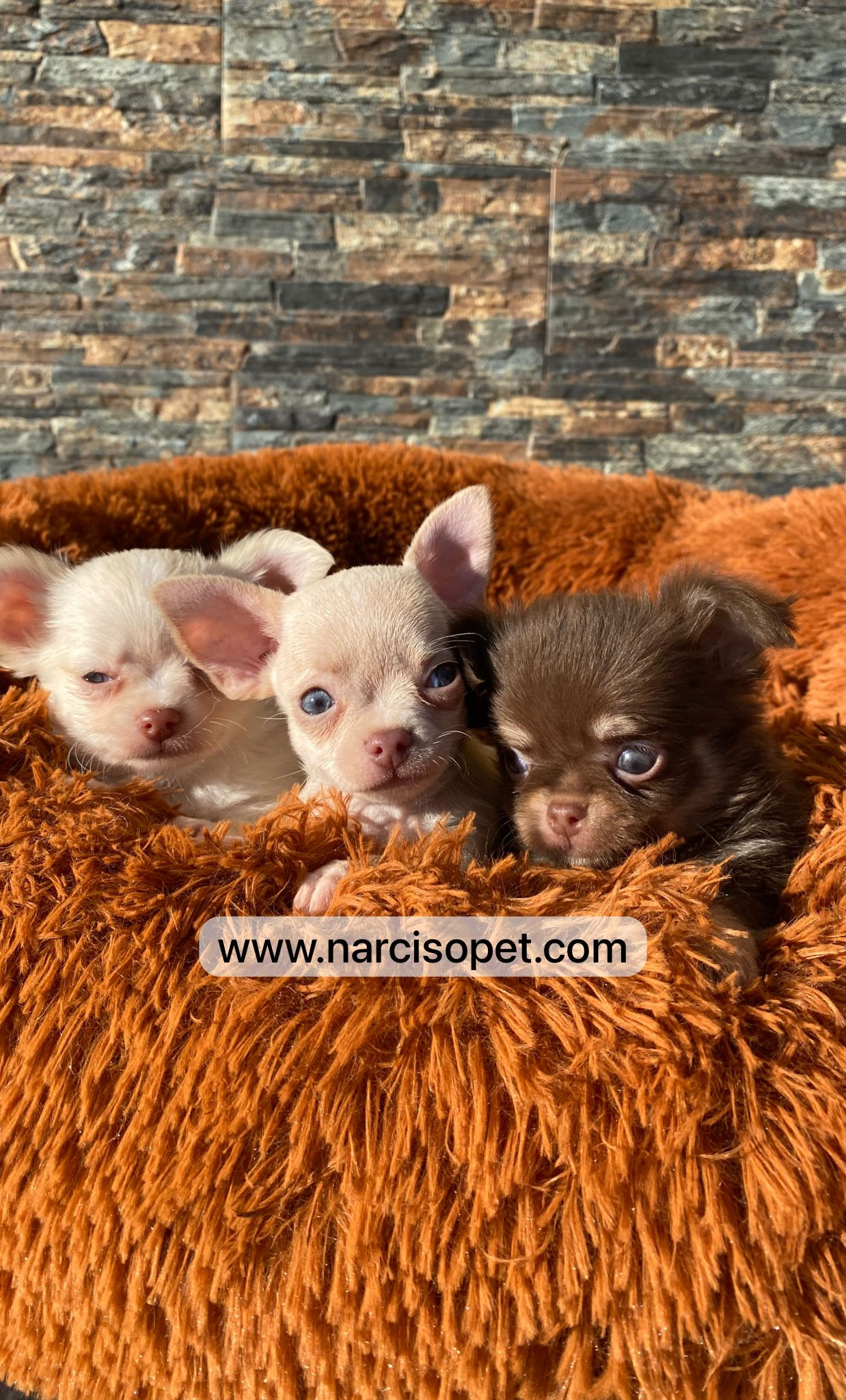 Chihuahuas Toys pelo largo y corto - Machos