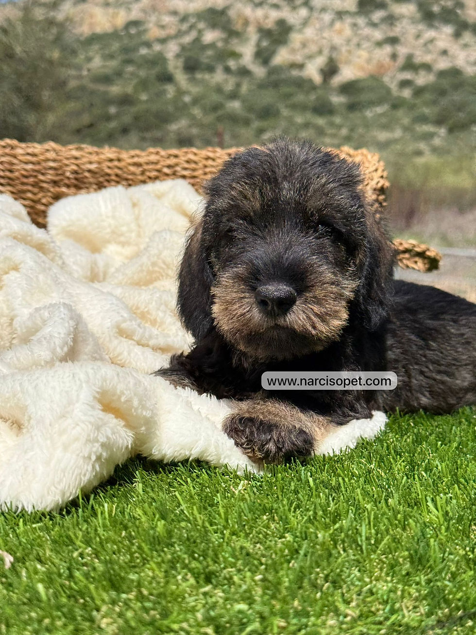 Miniatura: Teckel Pelo Duro Jabalí Hembra | Roma