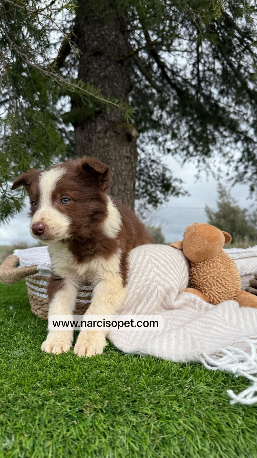 Thumbnail: Border Collie Chocolate | Macho "Milán"