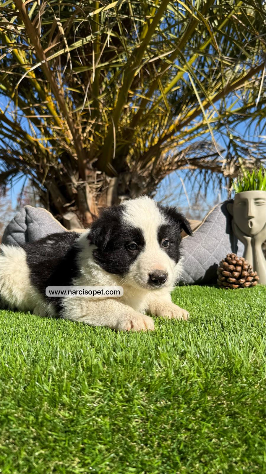 Thumbnail: Border Collie Blanco y Negro | Macho "Apolo"