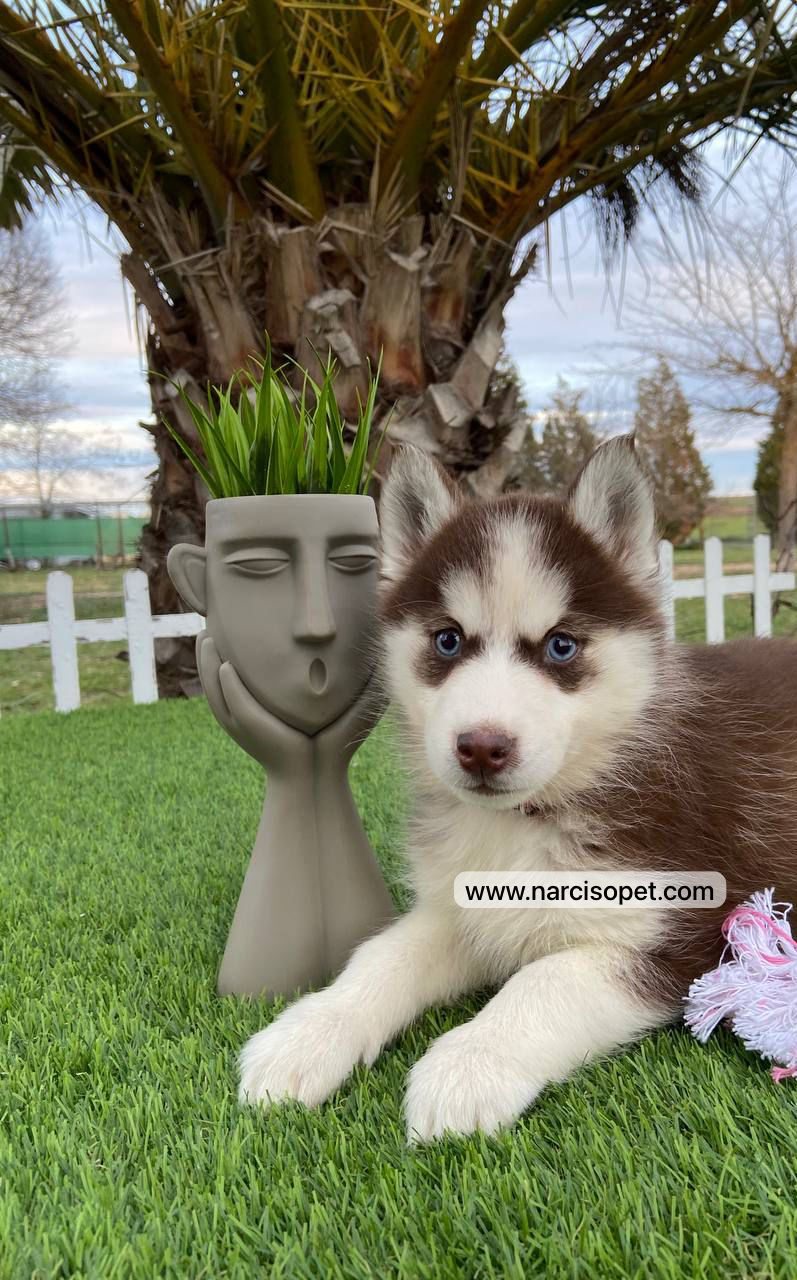 Thumbnail: Husky Rojo y Blanco - Hembra