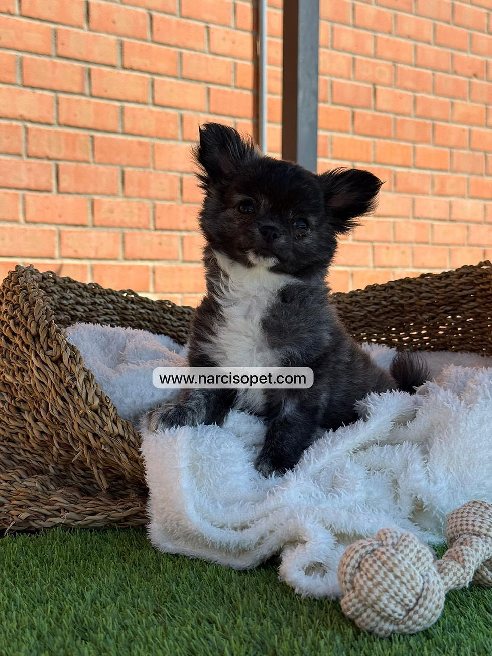 Thumbnail: Chihuahua Pelo Largo Macho |  Lolo
