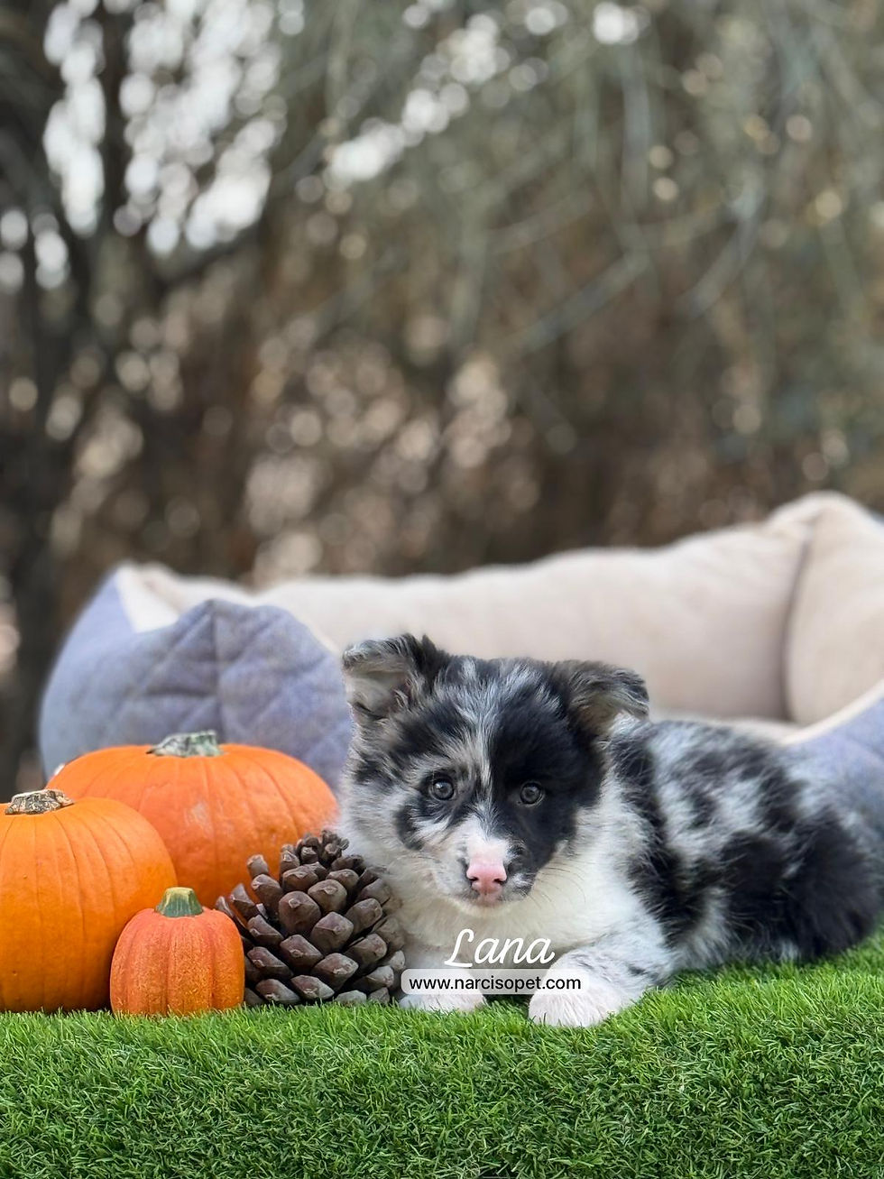 Miniatura: Border Collie Merlé | Hembra "Lana"