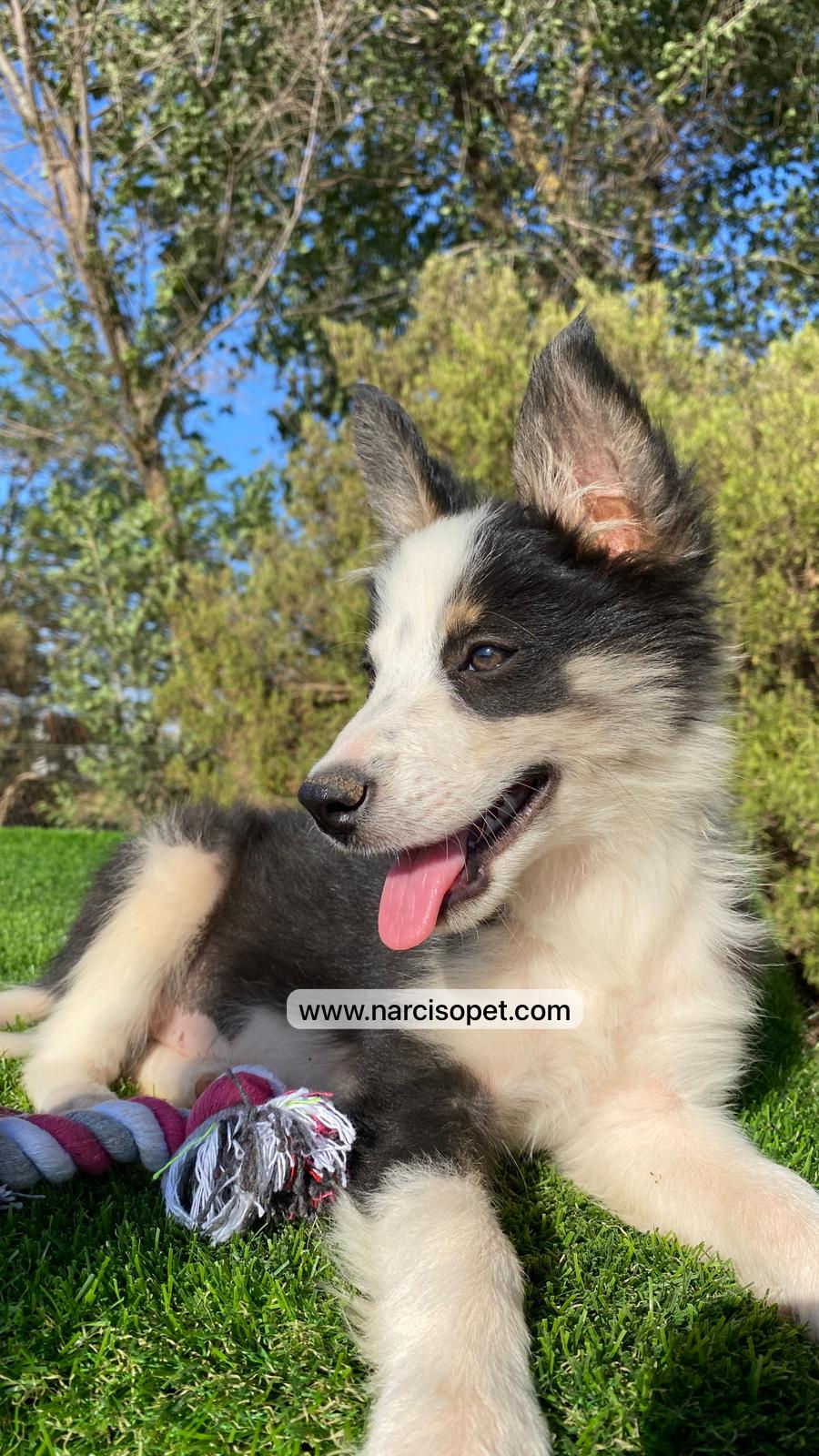 Thumbnail: Border Collie Hembra Tricolor