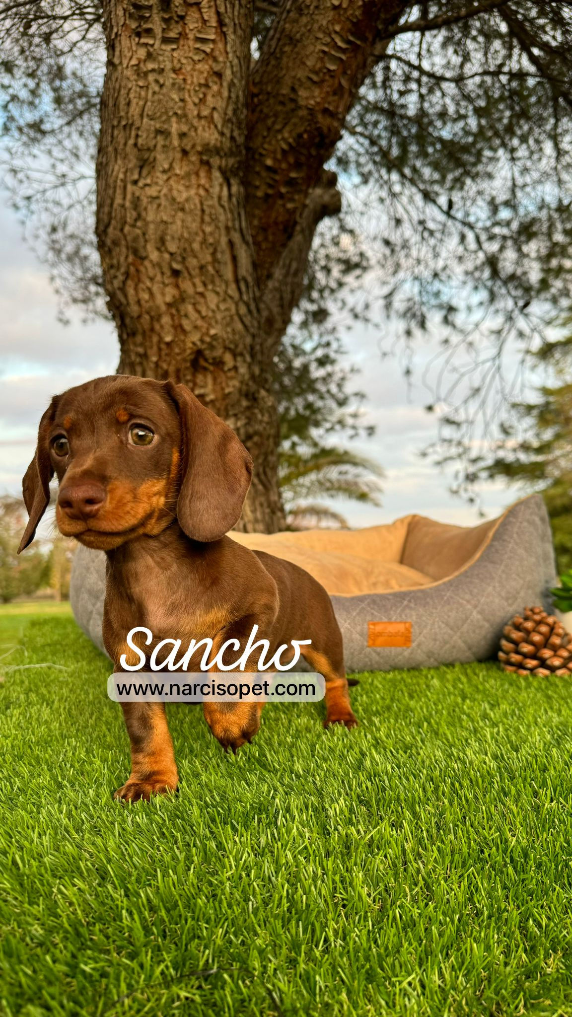 Teckel Mini Chocolate | Macho - Sancho