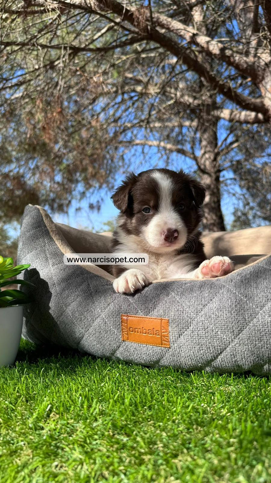 Thumbnail: Border Collie Chocolate | Hembras