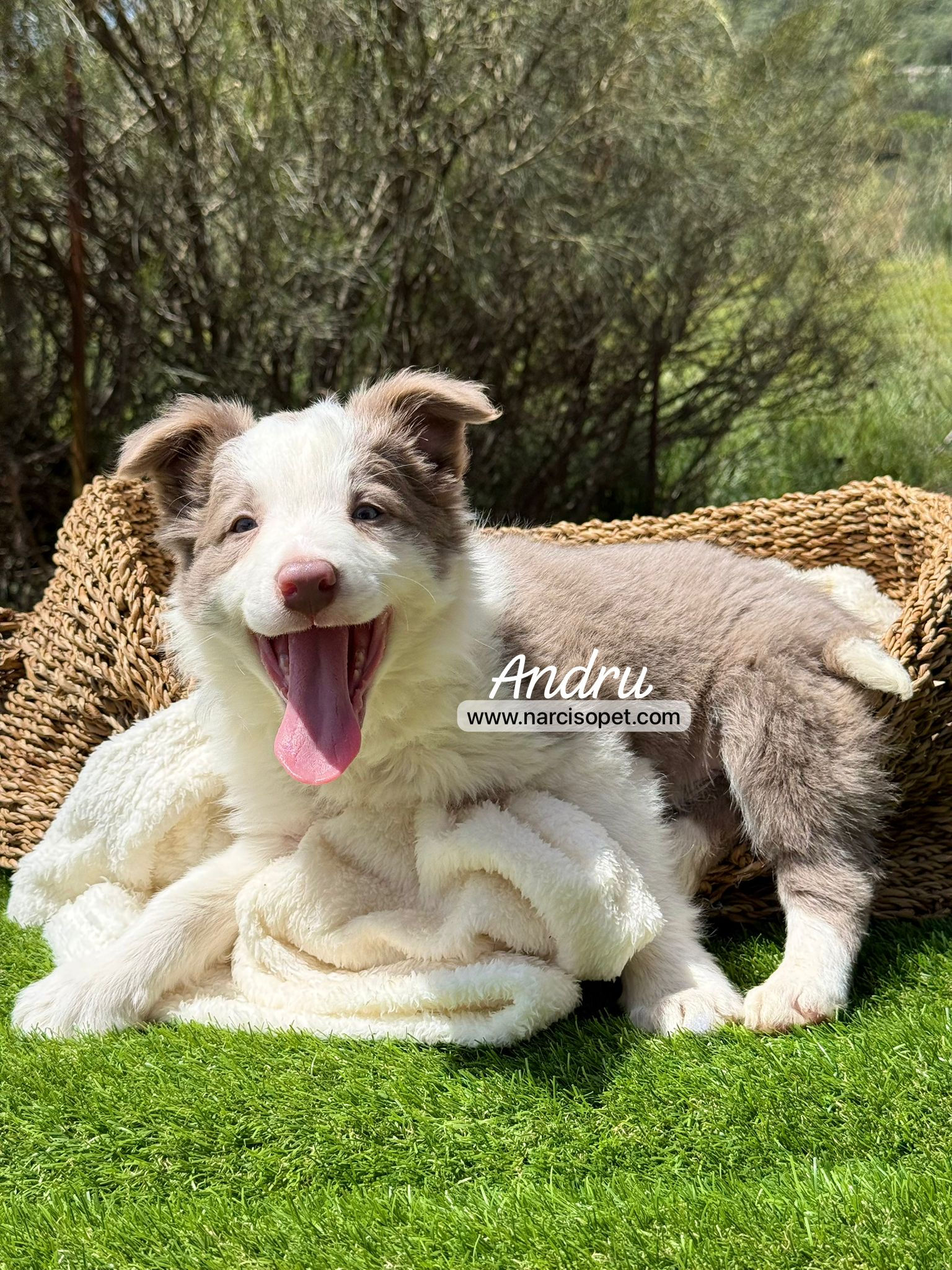 Border Collie Lilac Macho | Andru