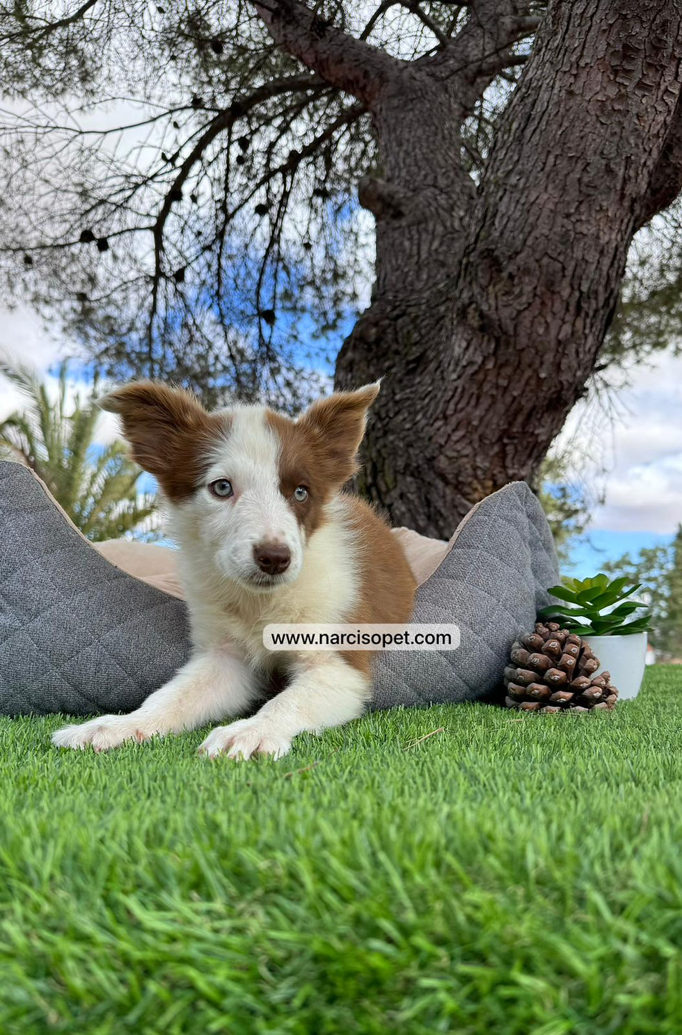 Miniatura: Border Collie Chocolate | Hembra