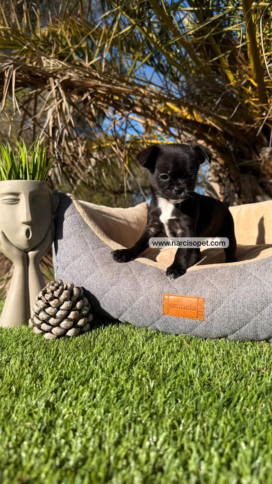 Thumbnail: Chihuahua mini toy | Hembra - Negro y Blanco "Nina"
