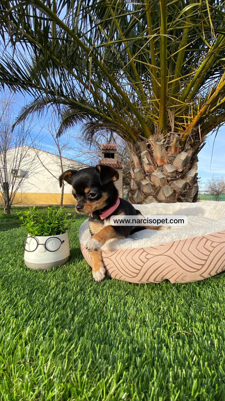 Miniatura: Chihuahua mini negro y fuego | Hembra