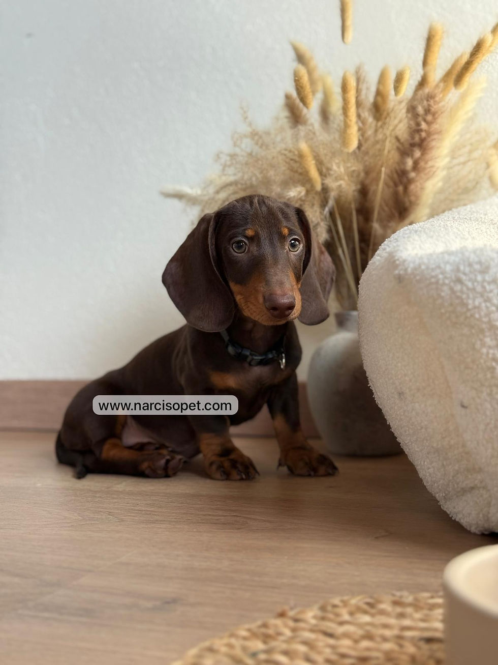 Miniatura: Teckel Miniatura Chocolate | Macho "Ralf"
