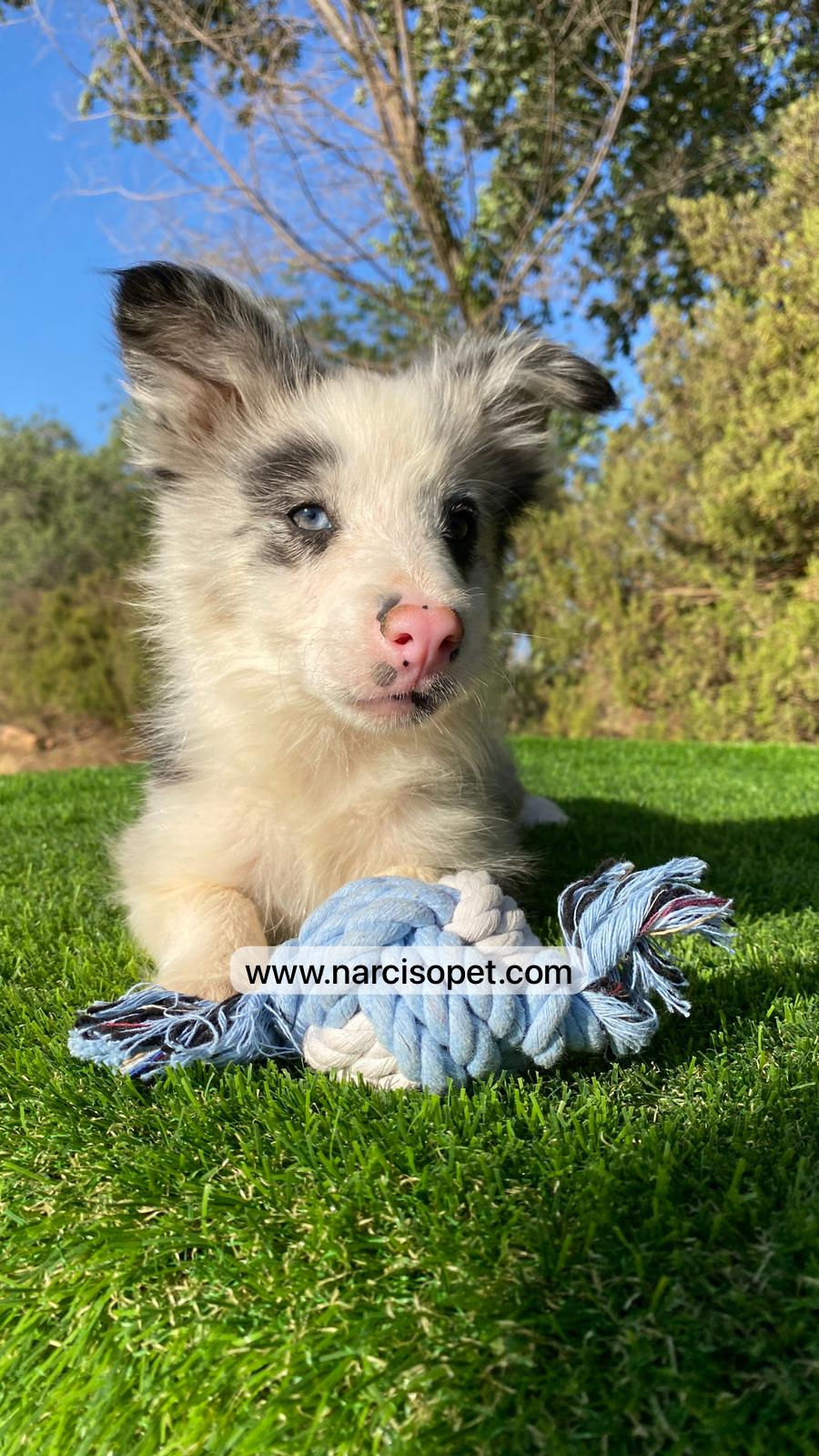 Miniatura: Border Collie Merle Macho