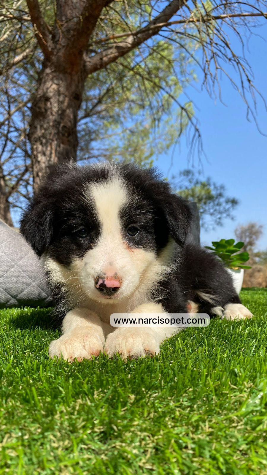Thumbnail: Border Collie Blanco y Negro | Hembra
