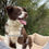 Miniatura: Border Collie Chocolate | Macho "Rocco"
