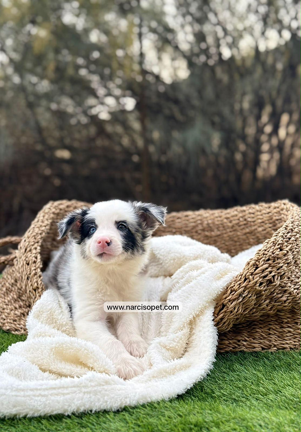 Thumbnail: Border Collie Merle Macho | Kike