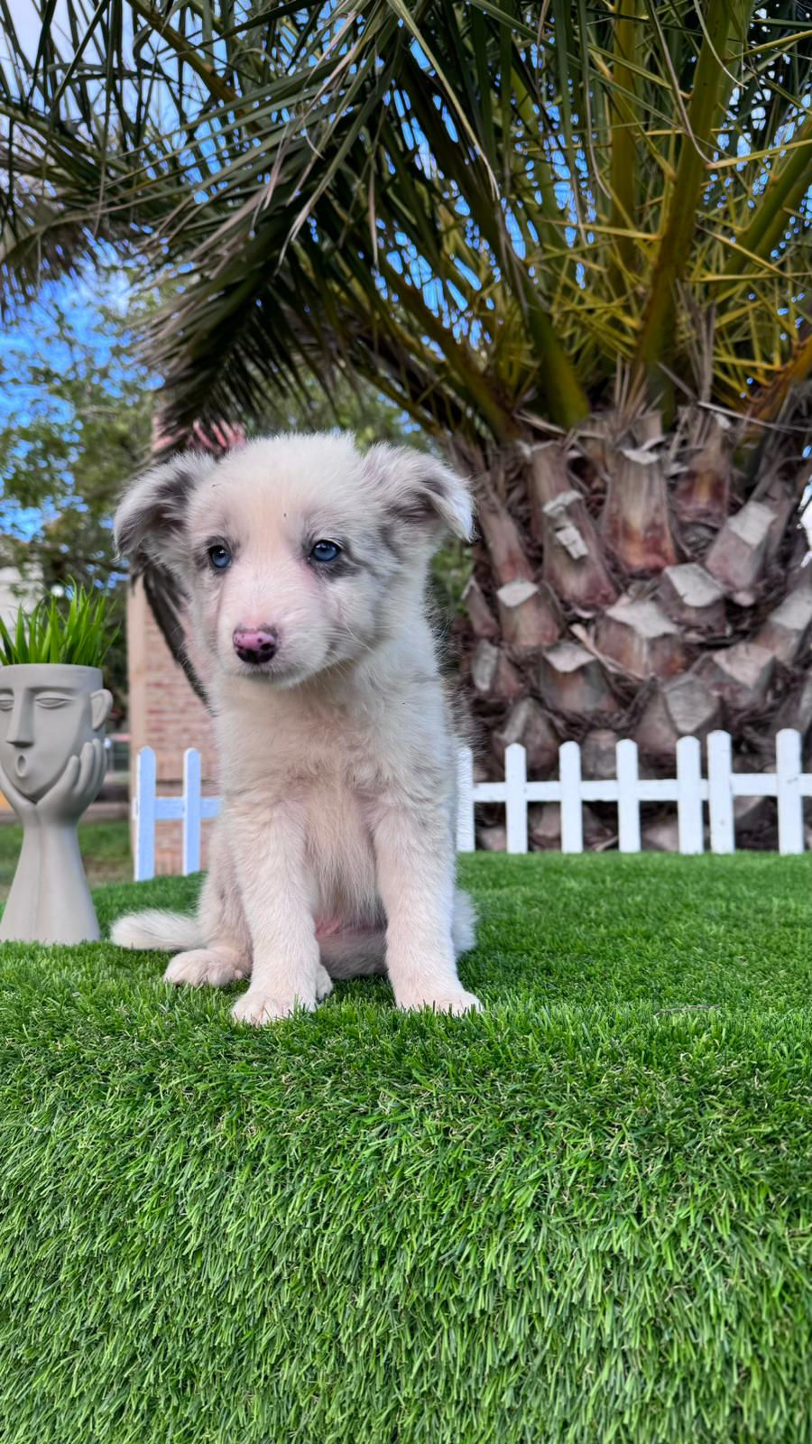 Miniatura: Border Collie Blue Merlé - Hembra