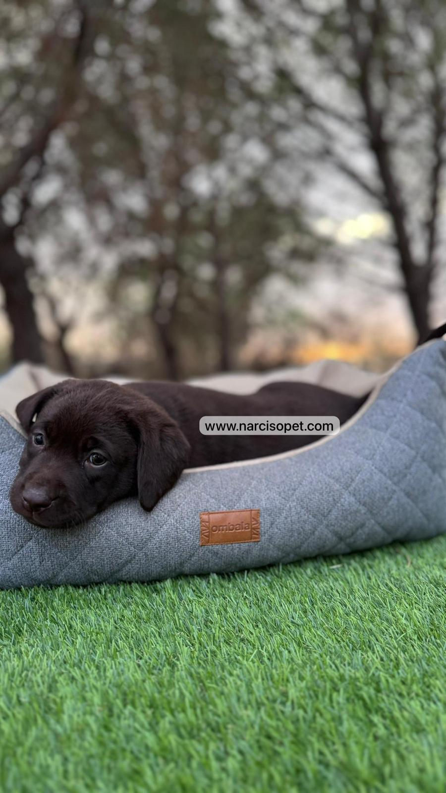 Miniatura: Labrador Retriever Chocolate | Hembra