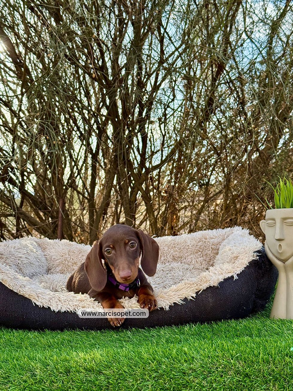 Miniatura: Teckel Miniatura Chocolate | Hembra "Lila"