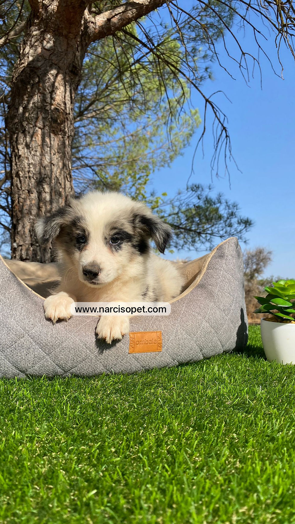 Thumbnail: Border Collie Blue Merle | Macho