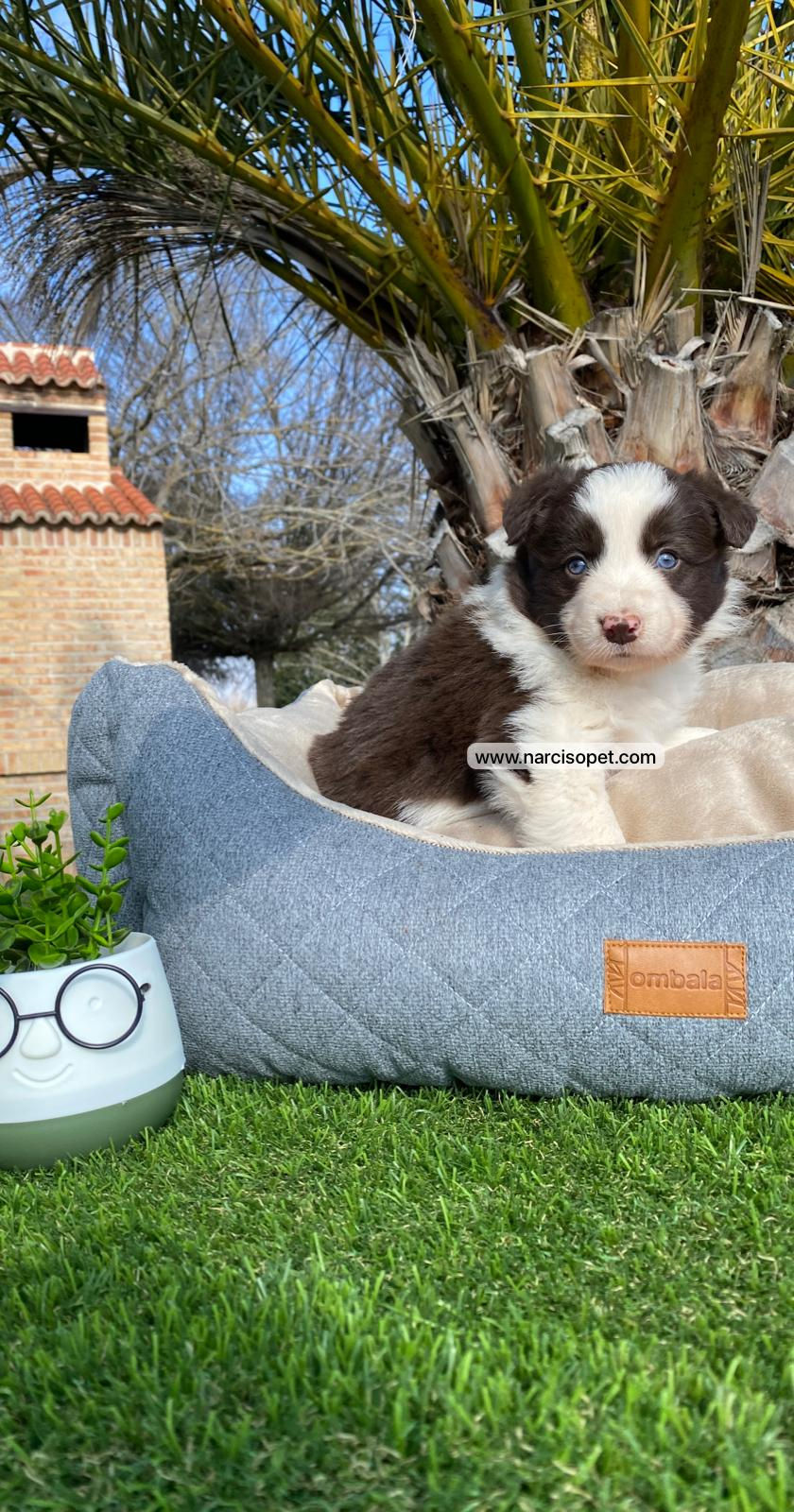Thumbnail: Border Collie Chocolate | Macho