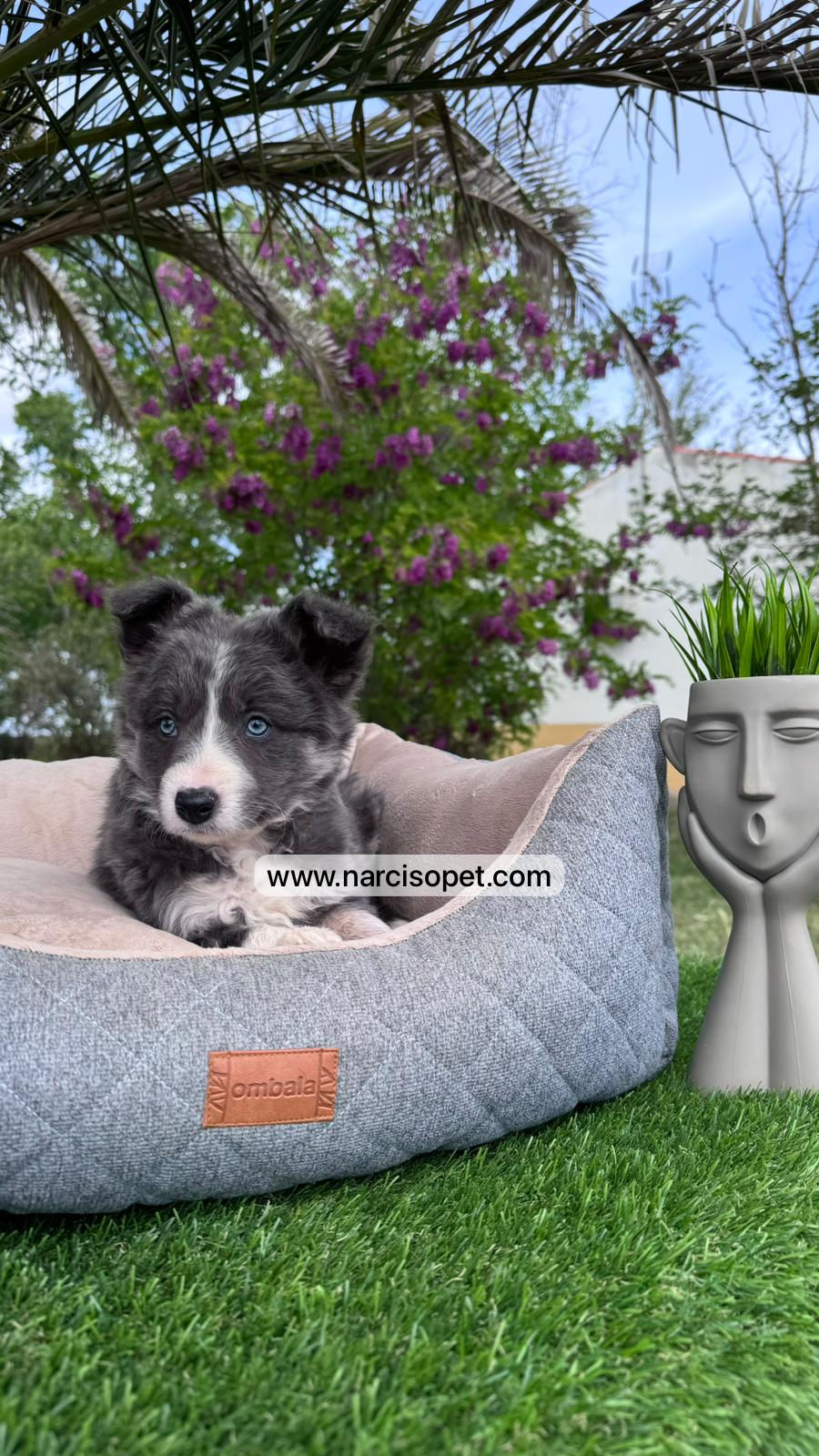 Miniatura: Border Collie Blue | Hembras