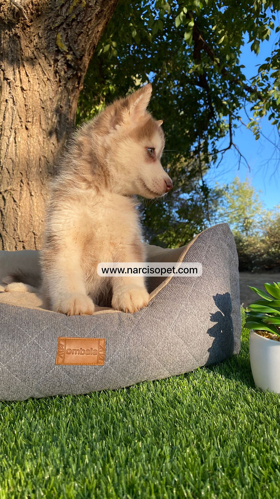 Thumbnail: Husky Siberiano Rojo claro | Hembra